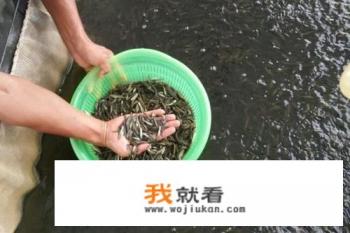 50平米鱼塘养多少黑鱼？