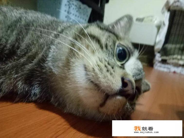 哪些软件可以领养宠物的？求推荐？