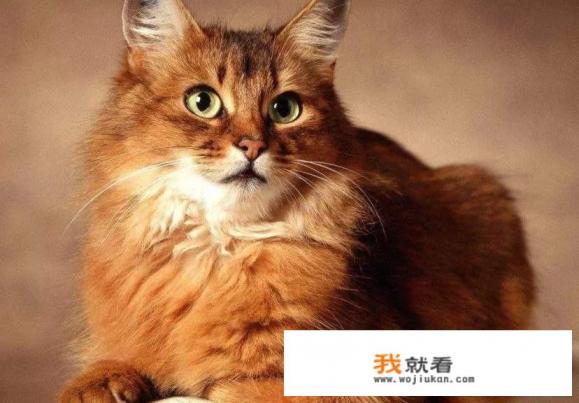 哪些软件可以领养宠物的？求推荐？