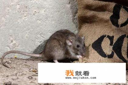 达叔演的蛇与鼠是什么电影？