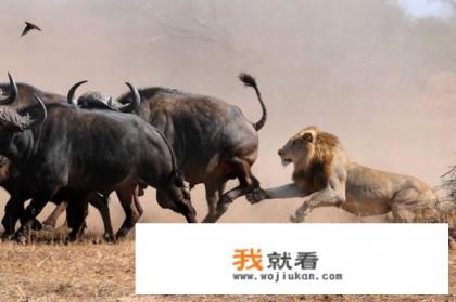 达叔演的蛇与鼠是什么电影？