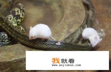 达叔演的蛇与鼠是什么电影？