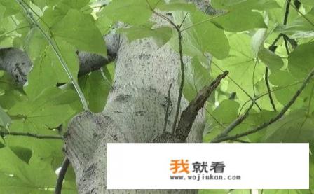 梧桐的意思？