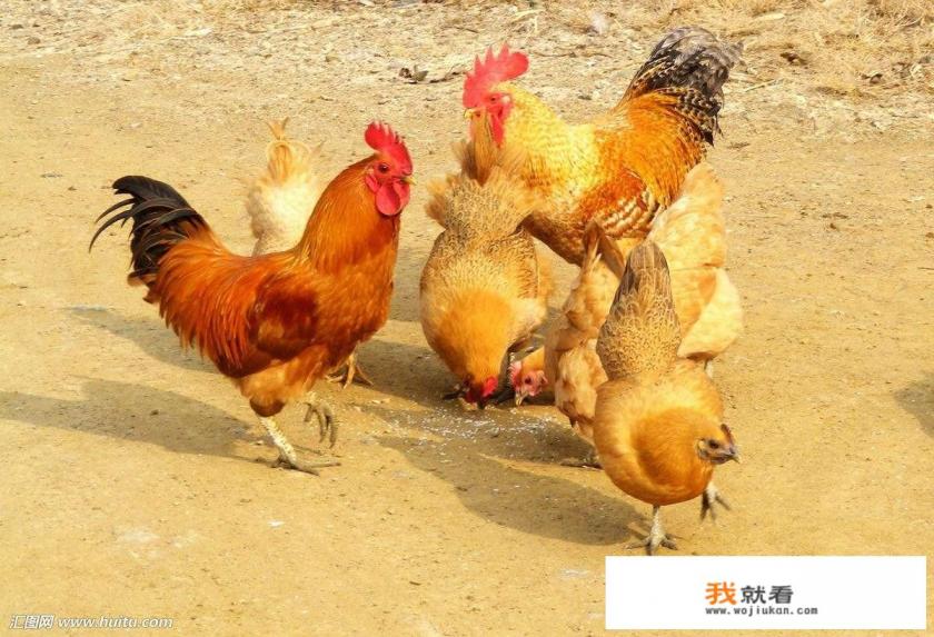 鸡是不是鸟？