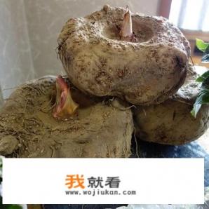 重生归来第九世书名是什么？