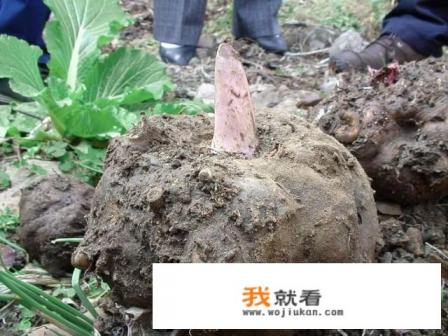 重生归来第九世书名是什么？