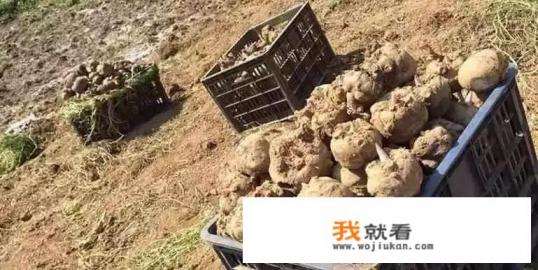 重生归来第九世书名是什么？