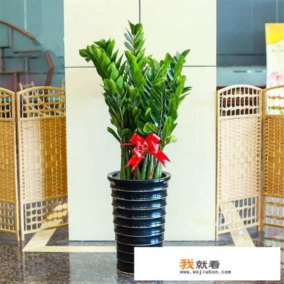 帮朋友照顾植物，植物死了自己很自责，朋友又因为此植物有特殊意义而伤心，该怎么办呢？