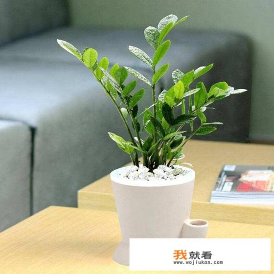 帮朋友照顾植物，植物死了自己很自责，朋友又因为此植物有特殊意义而伤心，该怎么办呢？