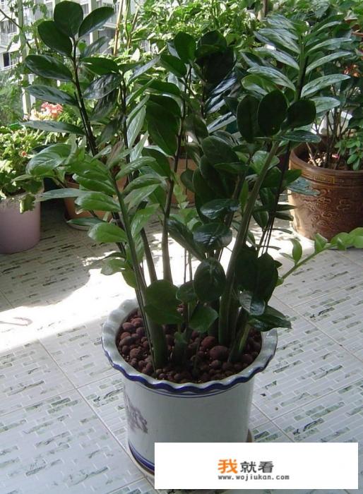 帮朋友照顾植物，植物死了自己很自责，朋友又因为此植物有特殊意义而伤心，该怎么办呢？