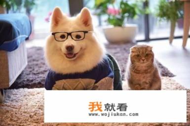 宠物幼儿园的经营模式？