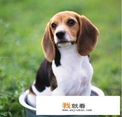 宠物幼儿园的经营模式？