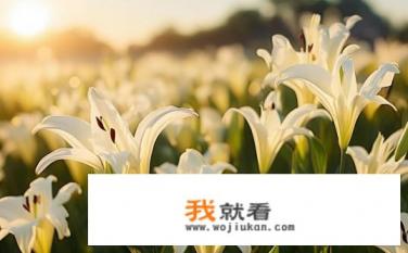 异国阳光百合花语是什么？异国阳光下的百合花语是什么？探究异国阳光下百合花语，传递跨国友谊与纯净美好情感的故事
