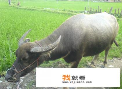 别惹农夫恐龙抗狼怎么获得？