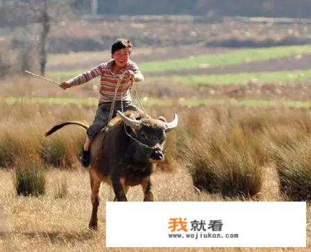 别惹农夫恐龙抗狼怎么获得？