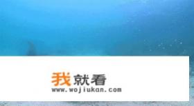 一个人身穿潜水服手拿匕首能在海里杀死一只野生海豹吗？详见描述？
