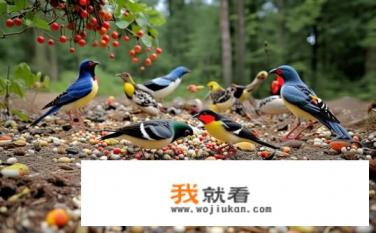 半个月的鸟吃什么？鸟儿一个月内吃什么？哪些食物是它们的主要食源和营养来源?