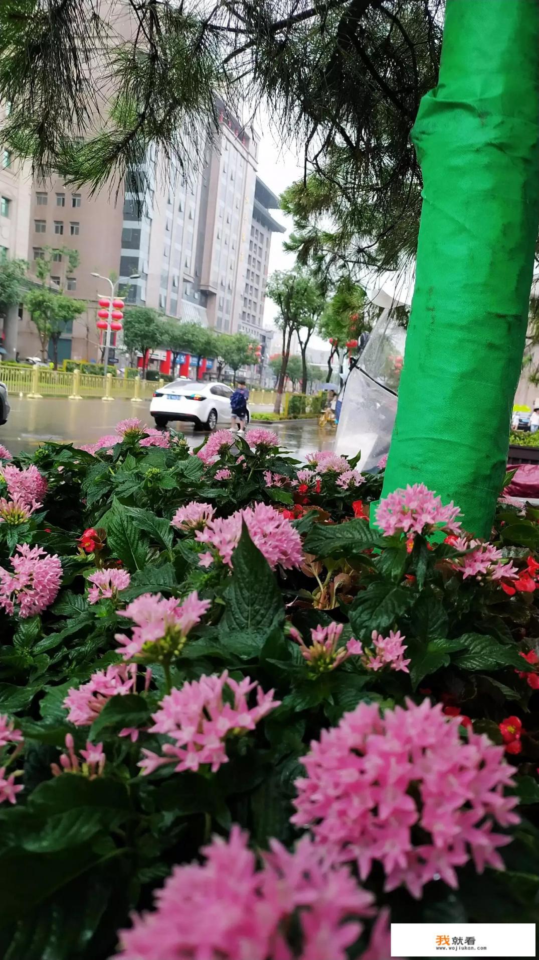我愿为你明灯三千为你花开满城,全文？