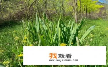 春天山上各种野菜文案？春季山野，探寻生机盎然的野菜之旅