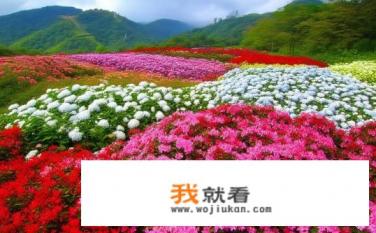 安徽地区比较适应种植什么样的花卉？安徽花卉适宜生长类型有哪些特点?