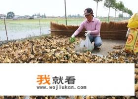 穿越养鱼养鸡种树的小说？