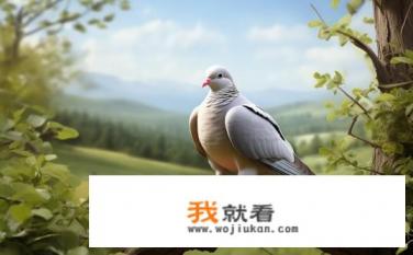 和平鸽是保护动物吗？和平鸽是否被视为对环境和人类安全的象征，作为自然保护的一部分?