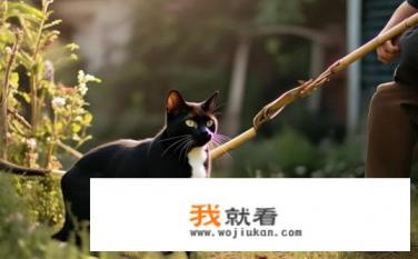 赶猫的方法？如何快速、安全地驱赶猫咪？