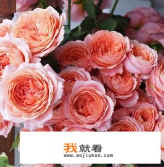 花卉在网上哪里批发