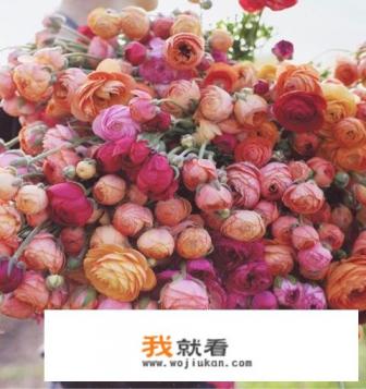 花卉在网上哪里批发