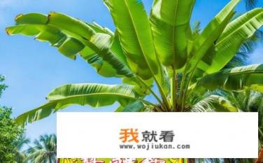 蕉下是哪个国家的牌子？蕉下品牌源自何处？