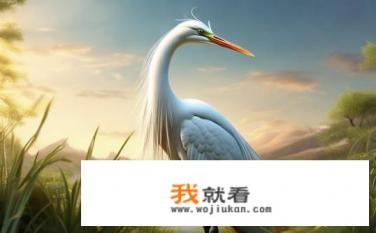 求“鹳”字的解释？鹳，词义、形态与象征性描述