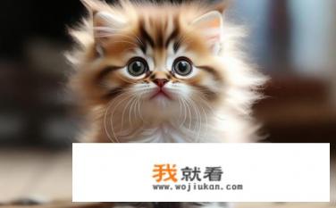 呆萌的猫是什么？谁能解答这只猫咪独特的魅力所在？它的可爱与萌态究竟如何引人入胜？