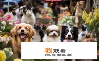 花鸟市场的狗能买吗？哪些品种的狗狗适合作为宠物在花鸟市场售卖?