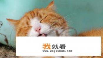 为什么猫猫要半夜蹲在床头凝视我的脸?猫猫真有邪气吗?想想就怕？