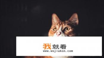 为什么猫猫要半夜蹲在床头凝视我的脸?猫猫真有邪气吗?想想就怕？