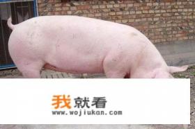今天猪价｜全国生猪价格强势反弹，市场一片红彤彤，可以持续吗？