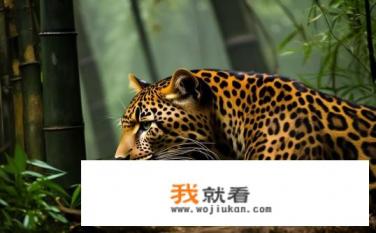 杭州金钱豹习性？杭州金钱豹的生活习惯和行为特性有哪些?