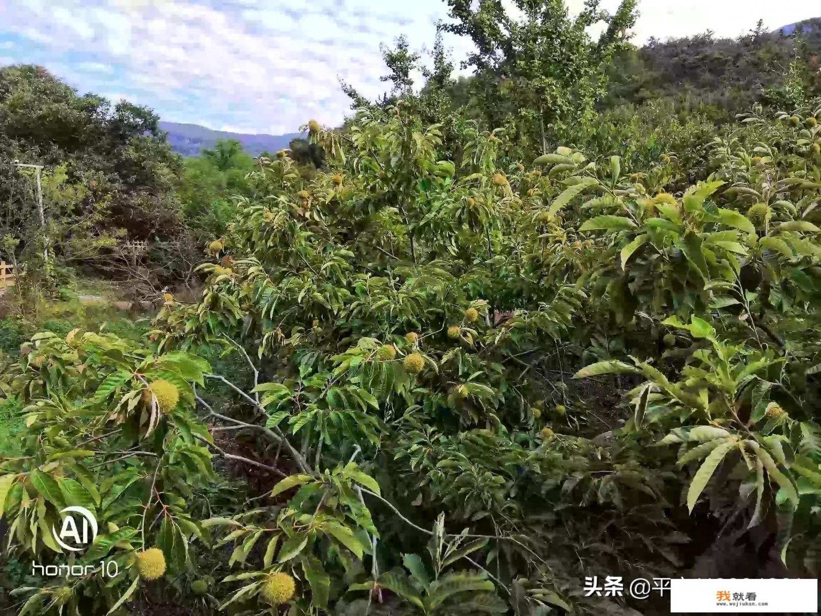 连云港连岛除了海边还有什么值得玩的？
