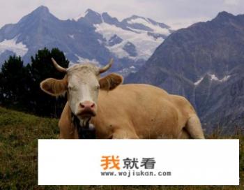 牛一走路腿嘎吱响咋回事？