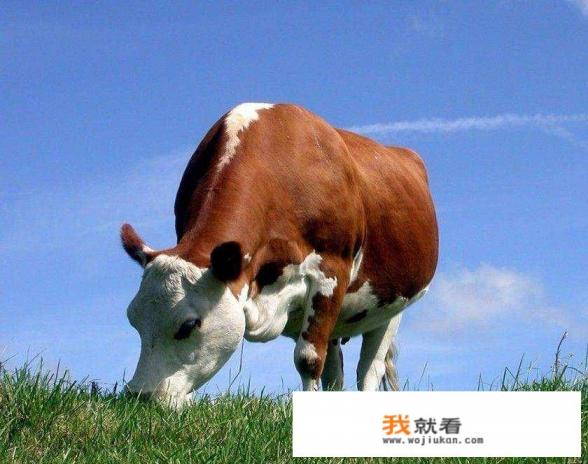 牛一走路腿嘎吱响咋回事？