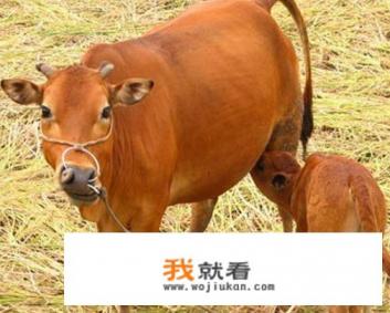 牛一走路腿嘎吱响咋回事？