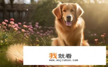 草金烂尾，尾巴上有血丝？怎么治？尾巴上疑似伤口，是草金出血中毒还是感染？如何治疗草金尾部损伤并预防其进一步恶化?