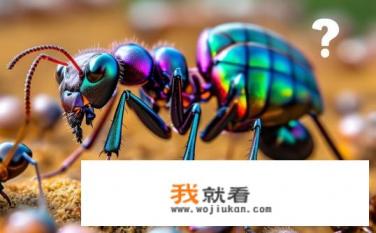 小小蚁国超级工蚁值得买么？蚁群中的领头羊，超级工蚁的购买价值分析与建议