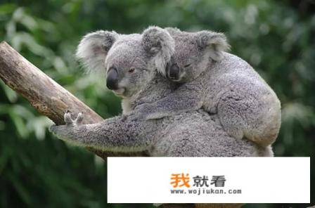 长隆野生动物园门票使用规则？