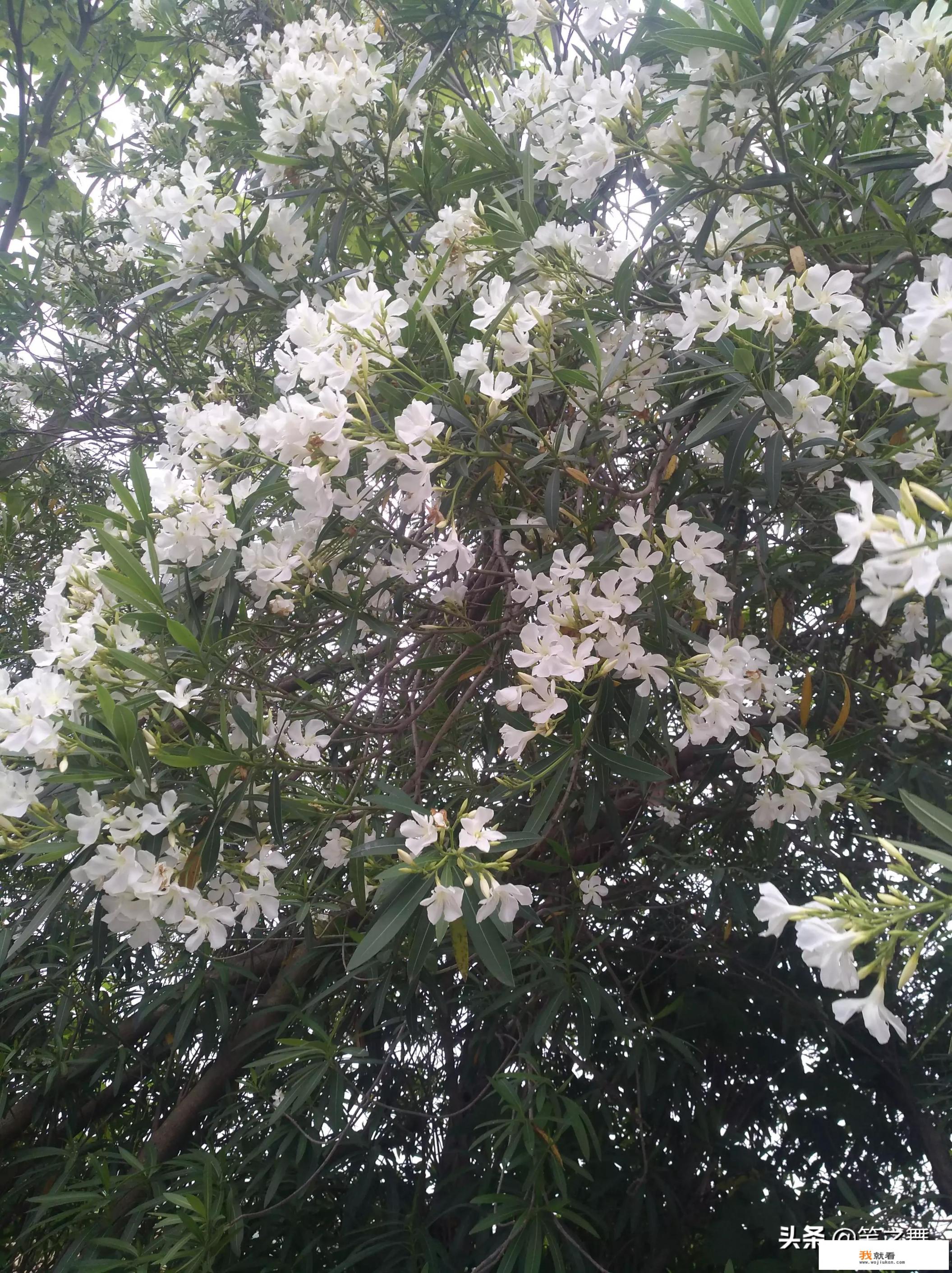 热盆景麻辣鱼做法？