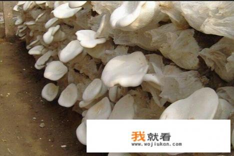 牛肉馍是谁发明的？