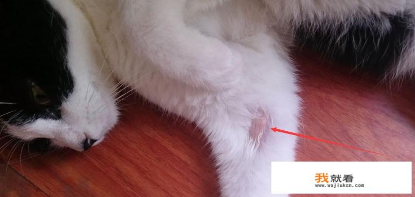 为什么猫不会吃素？