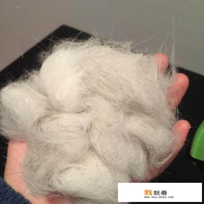 为什么猫不会吃素？