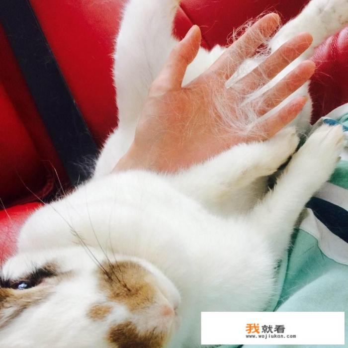 为什么猫不会吃素？