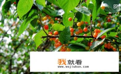 河南新郑有哪些特产？